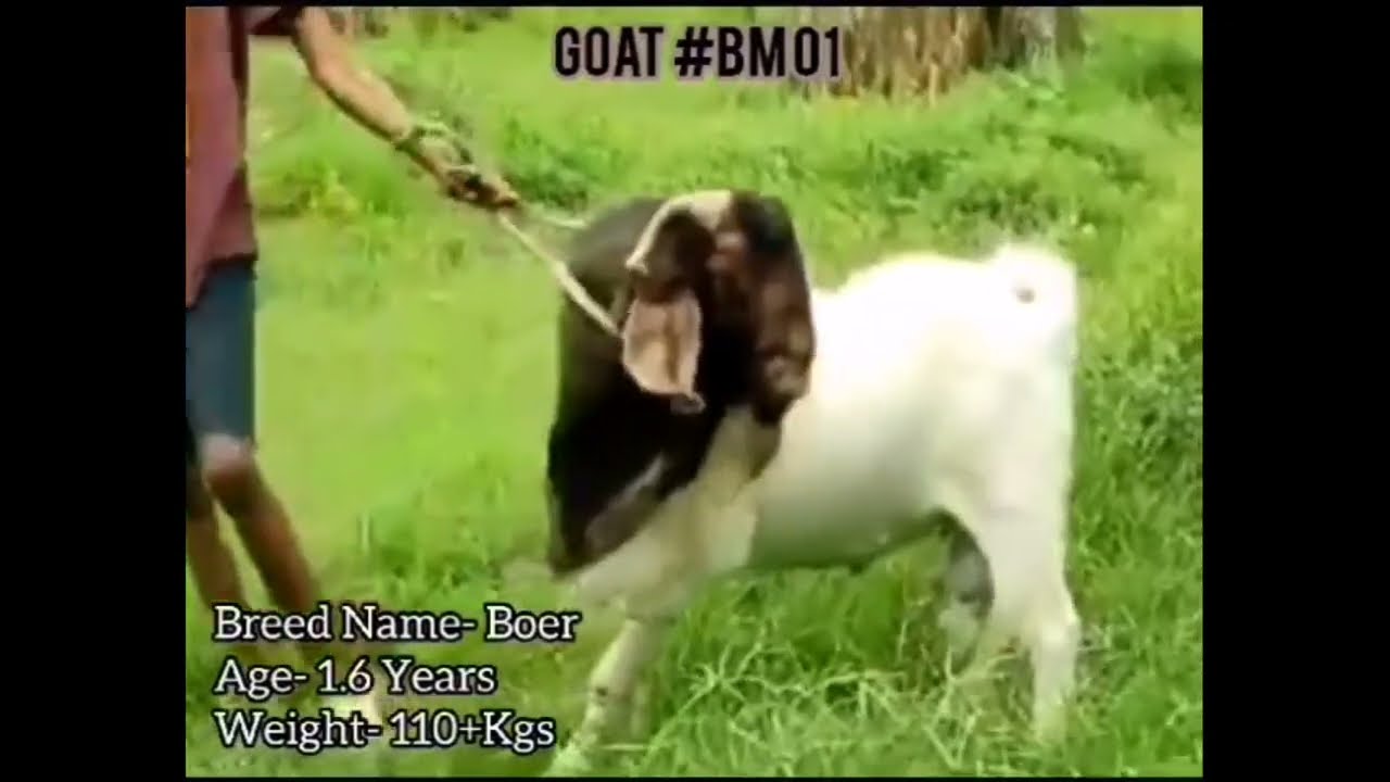 Boer Goat. Danajana Farm Nawalapitiya. Srilankan breeder