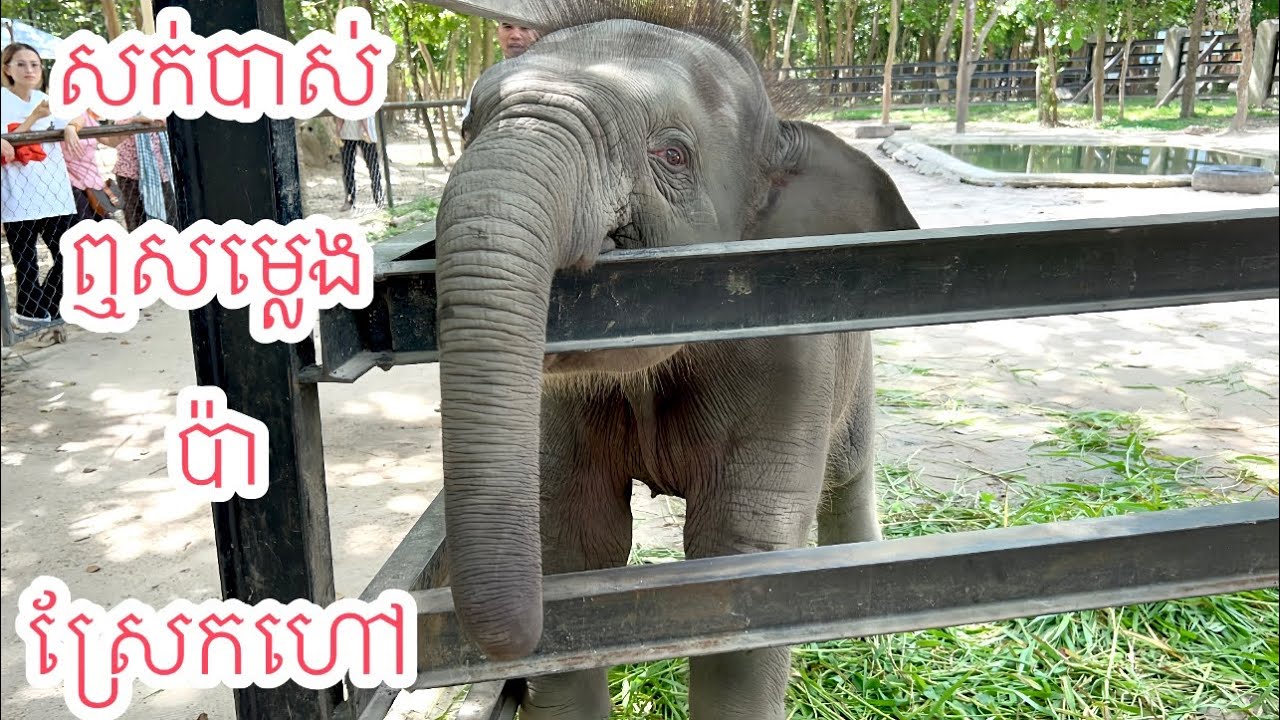 សក់បាស់លំផាត់ឮសម្លេងប៉ាស្រែកហៅប៉ាស្គាល់ច្បាស់ណាស់,Lumphat recognized her father’s voice very clearly