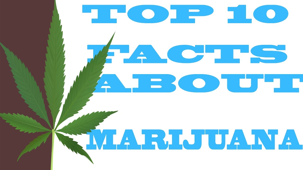 TOP 10 CRAZY FACTS ABOUT MARIJUANA!