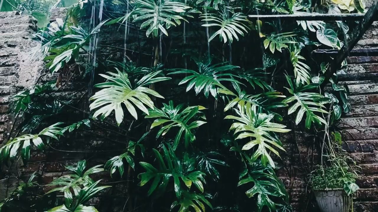 Heavy Rain In Garden | Relaxing Rain | 