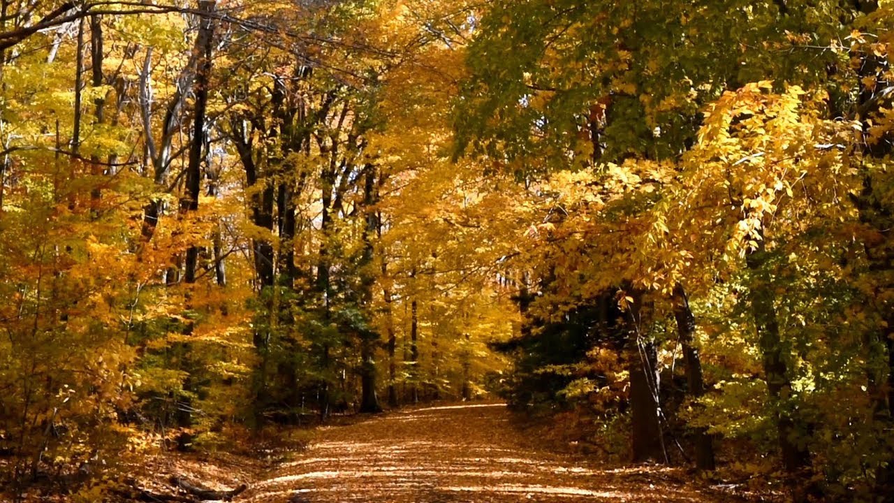 The Best Classical Music - Fall Forest (Ultra HD - 4K)