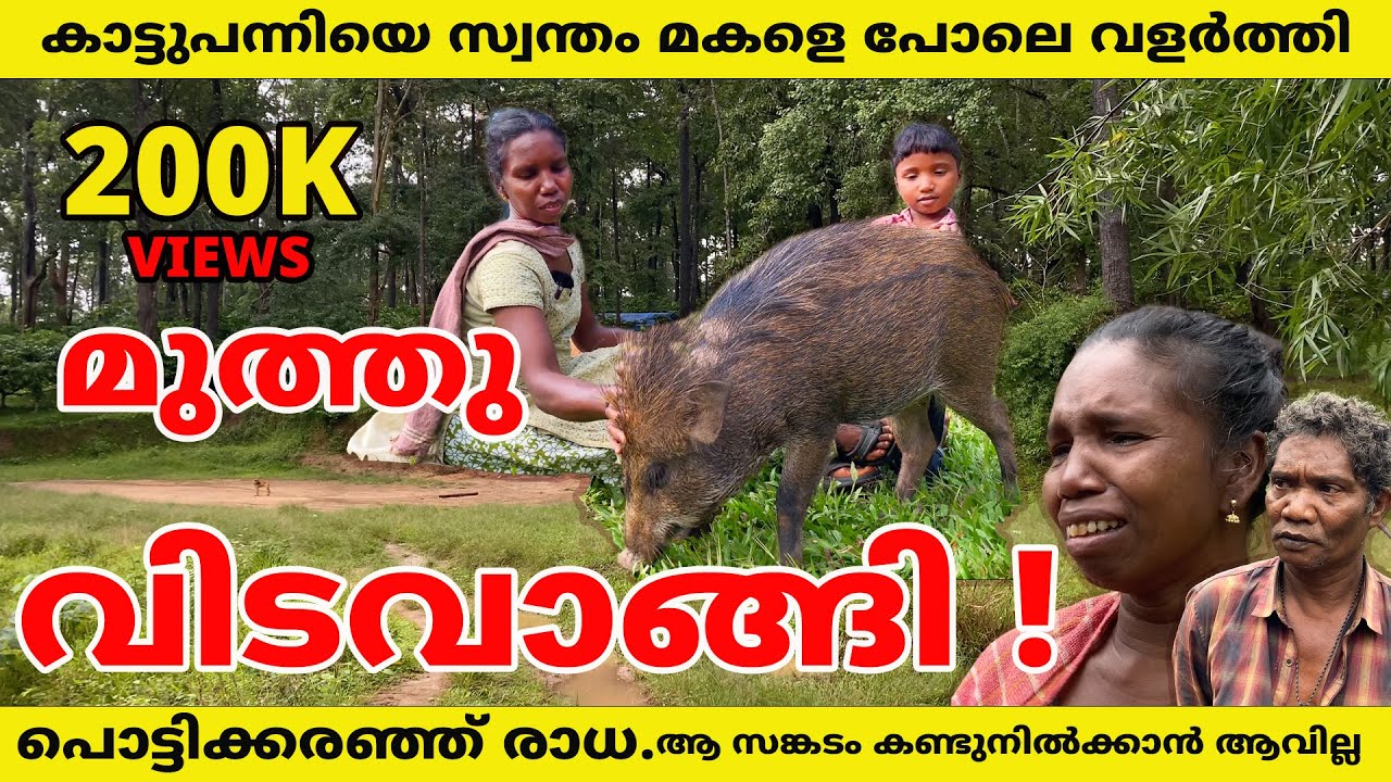 കാട്ടുപന്നിയെ മകളെ പോലെ വളർത്തി , മുത്തു വിടവാങ്ങി പൊട്ടിക്കരഞ്ഞ് രാധ #forest #wildboar #wayanad