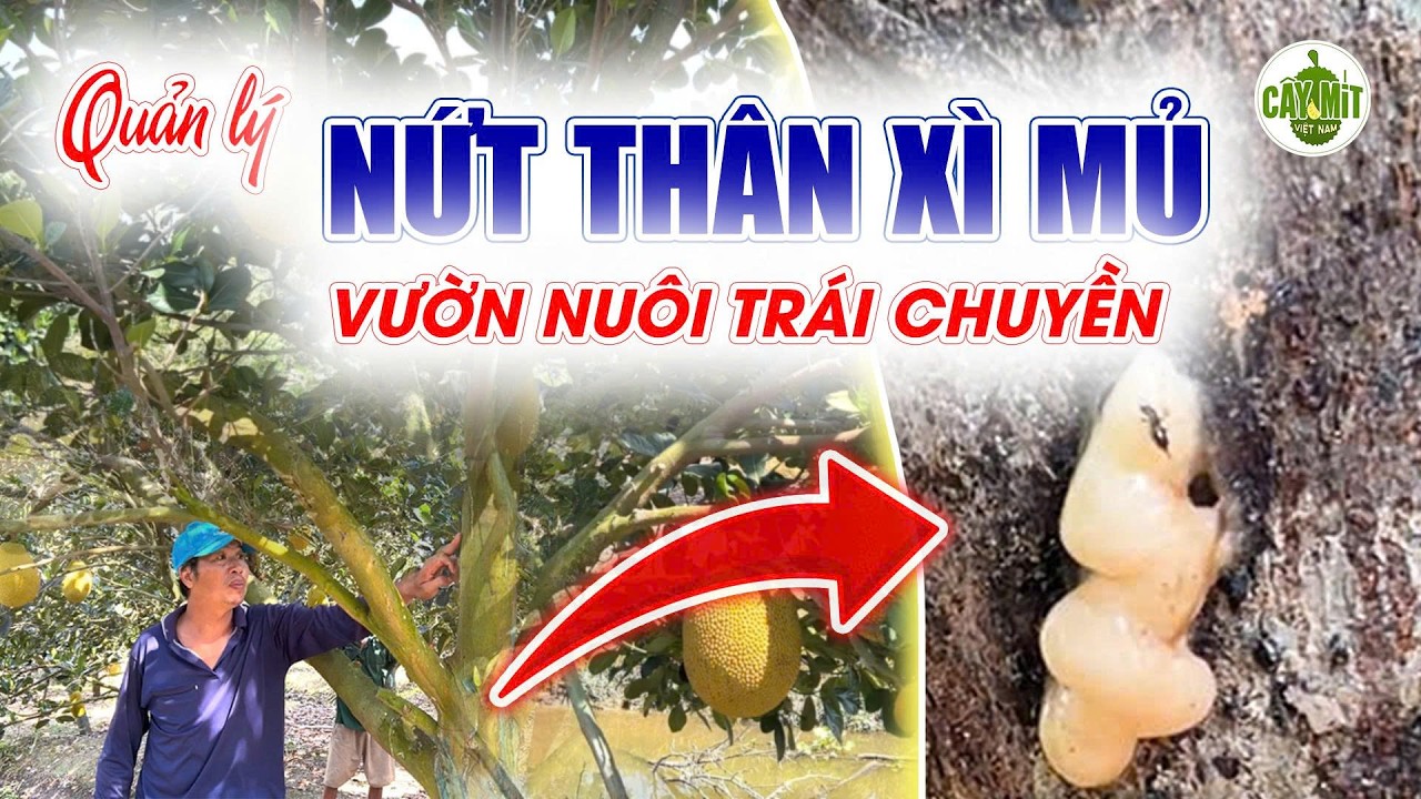 QUẢN LÝ NỨT THÂN XÌ MỦ TRÊN VƯỜN NUÔI TRÁI CHUYỀN #caymitvietnam #kythuattrongmit
