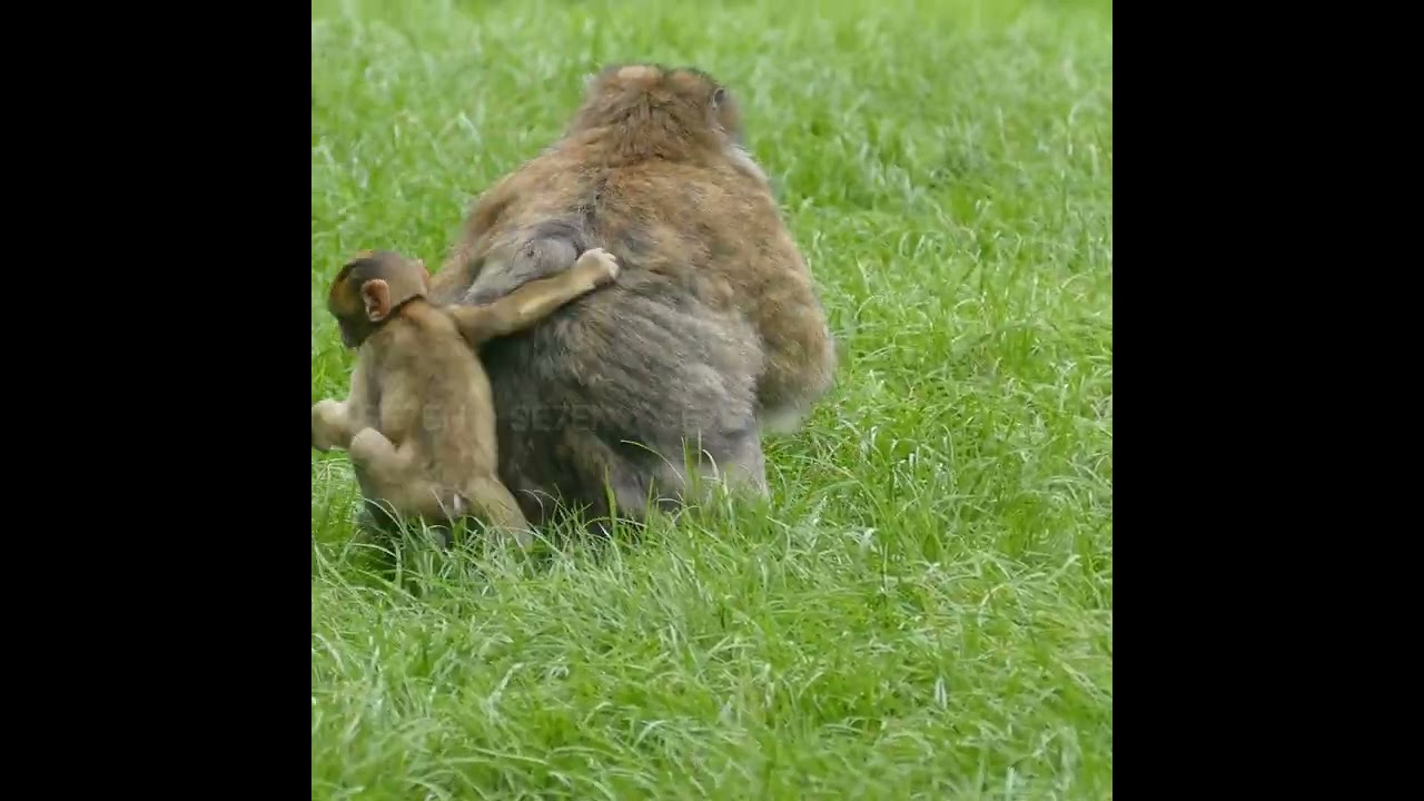 The monkeys in the pack love to tease the baby monkeys #100