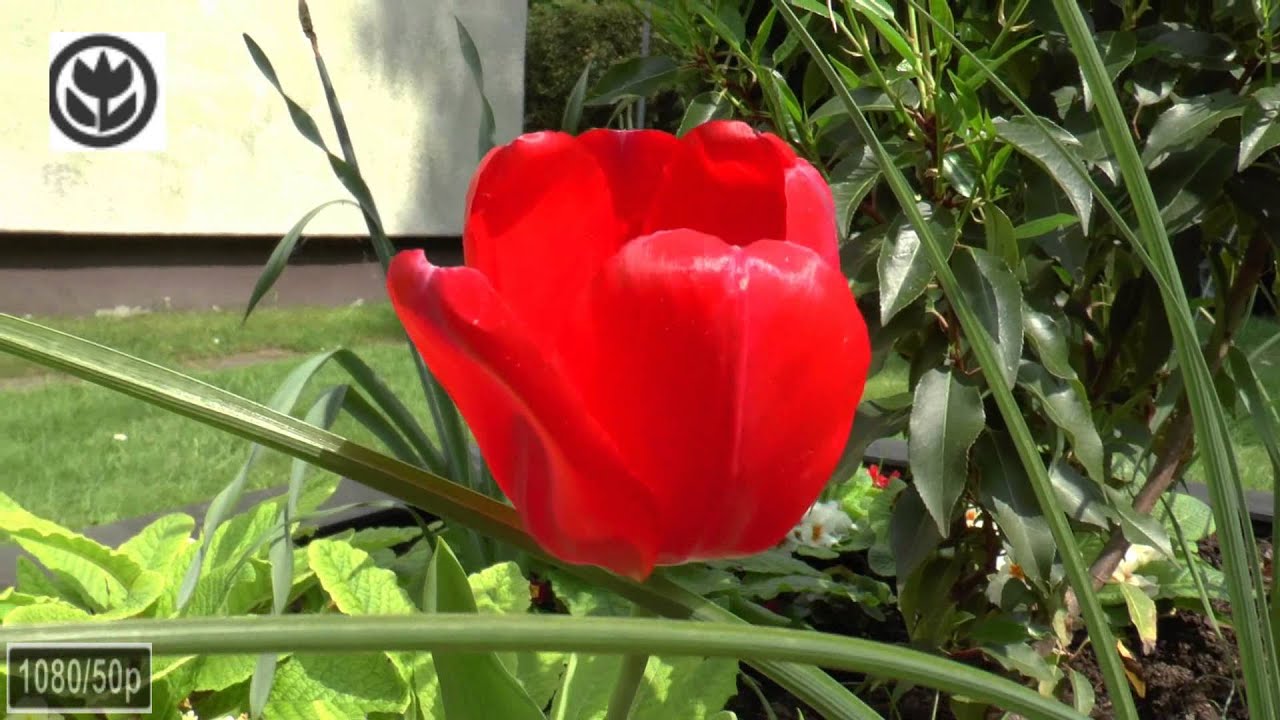 Panasonic HC-X929   (Demo-Video)