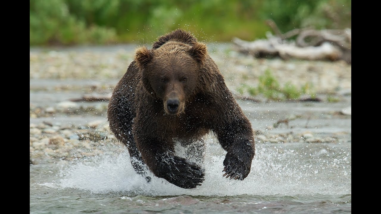 The Ends of the Earth - Alaska's Wild Peninsula