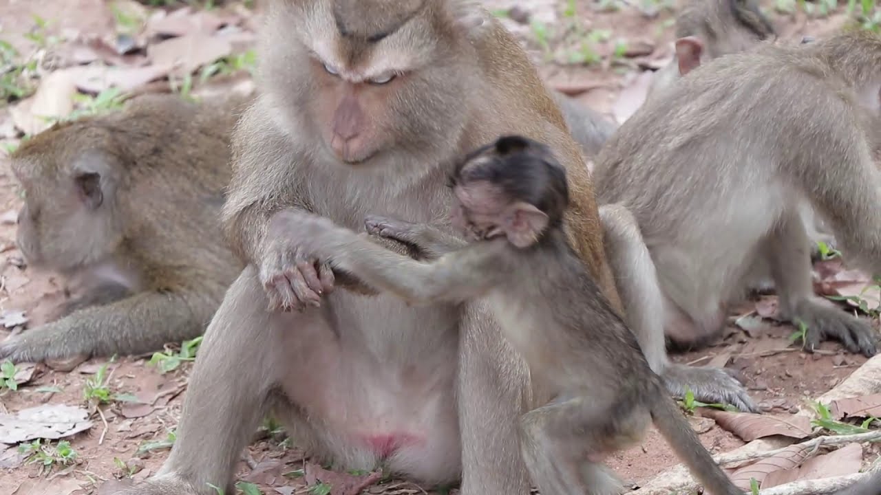 OMG! Pigtail please Don't hit this baby monkey | Wow Daily