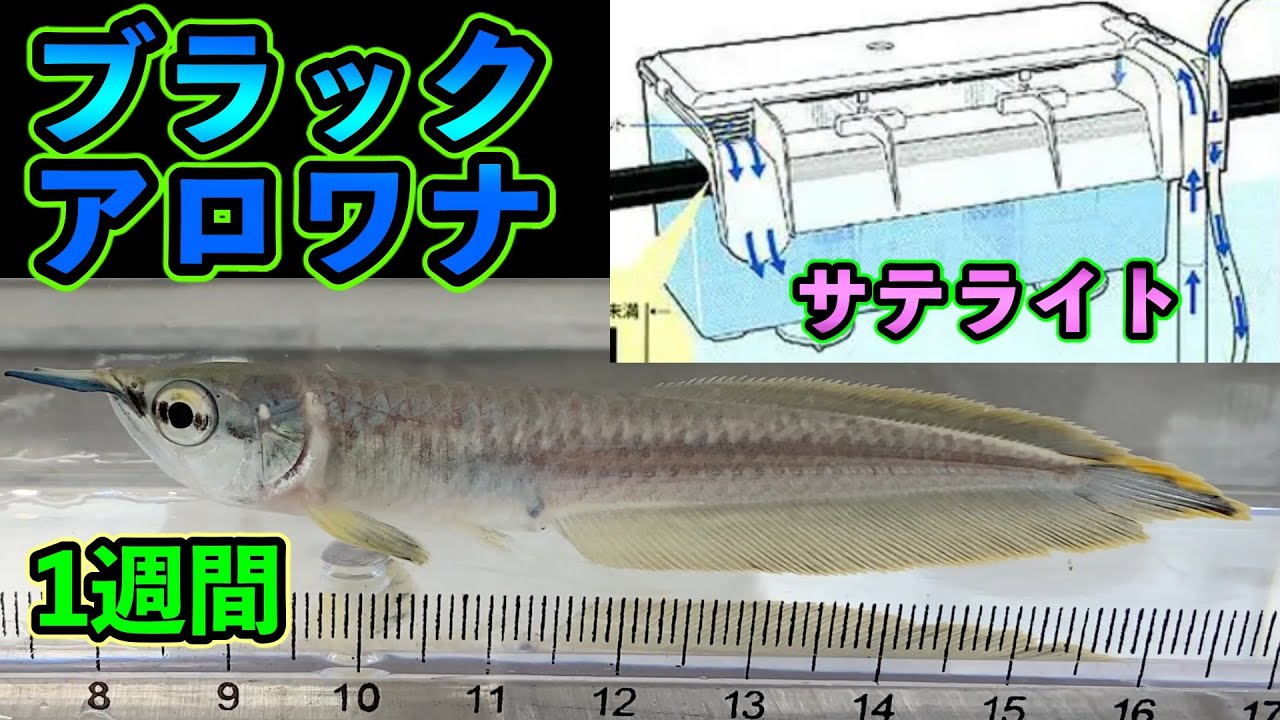 サテライトケースでブラックアロワナ飼育 注意点や餌について『Blackarowana』aquarium　大型魚　南米からの刺客