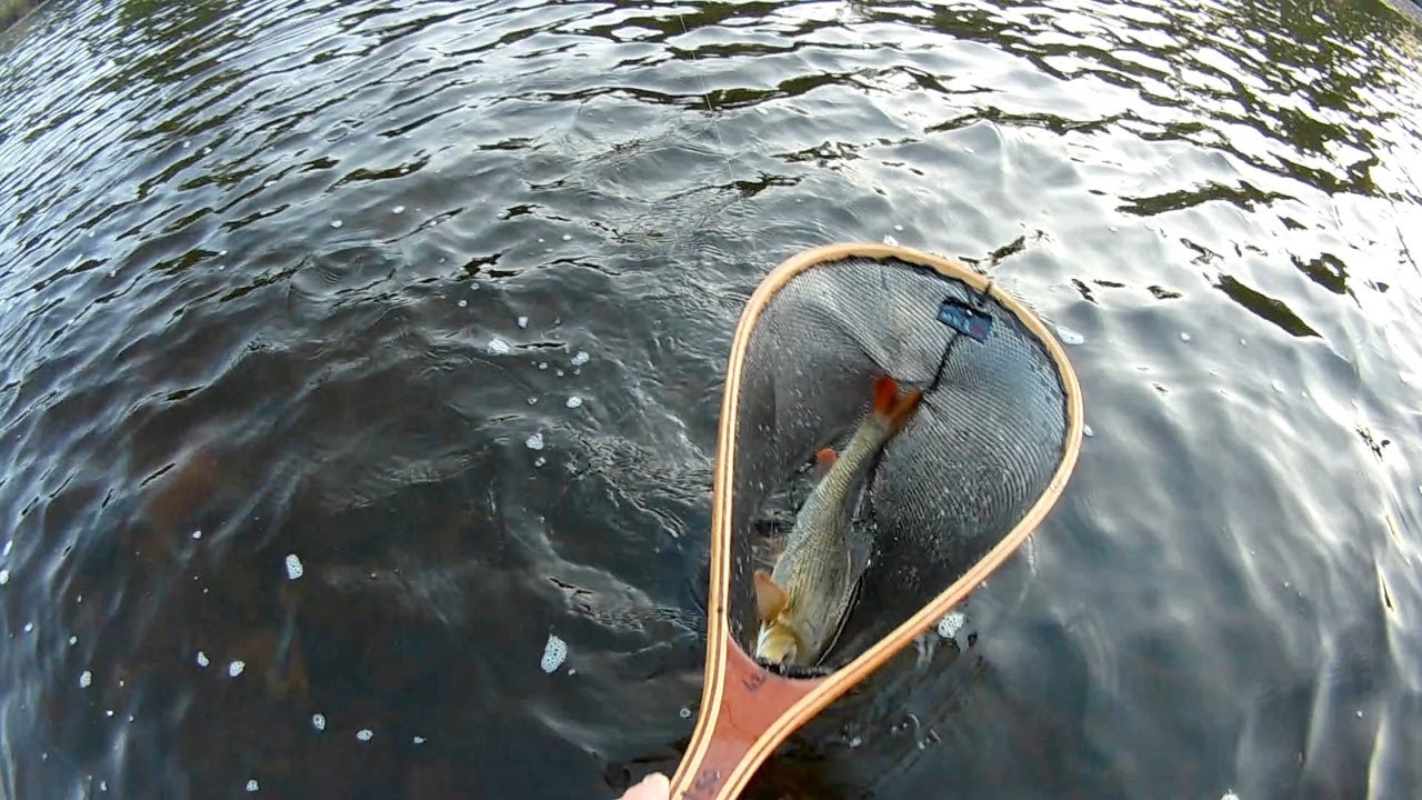 pêche à la mouche sèche et à la nymphe sur la Dordogne