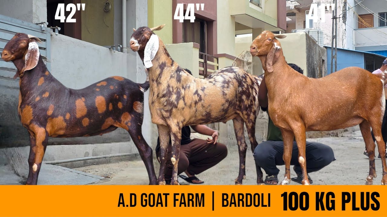 AFZAL BHAI A.D GOAT FARM ,BARDOLI | BIG SIZE AJMERA 44 HEIGHT