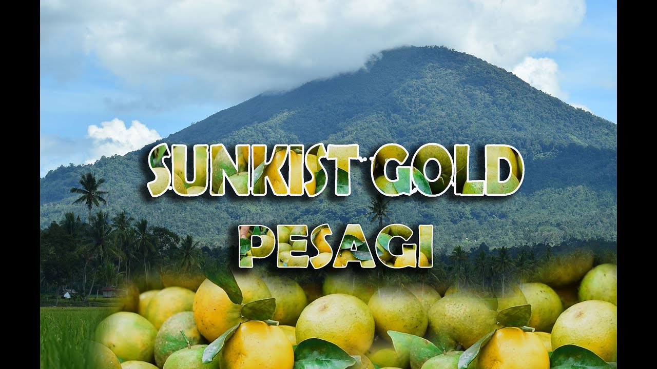 KILAUAN EMAS DI KAKI  PESAGI 