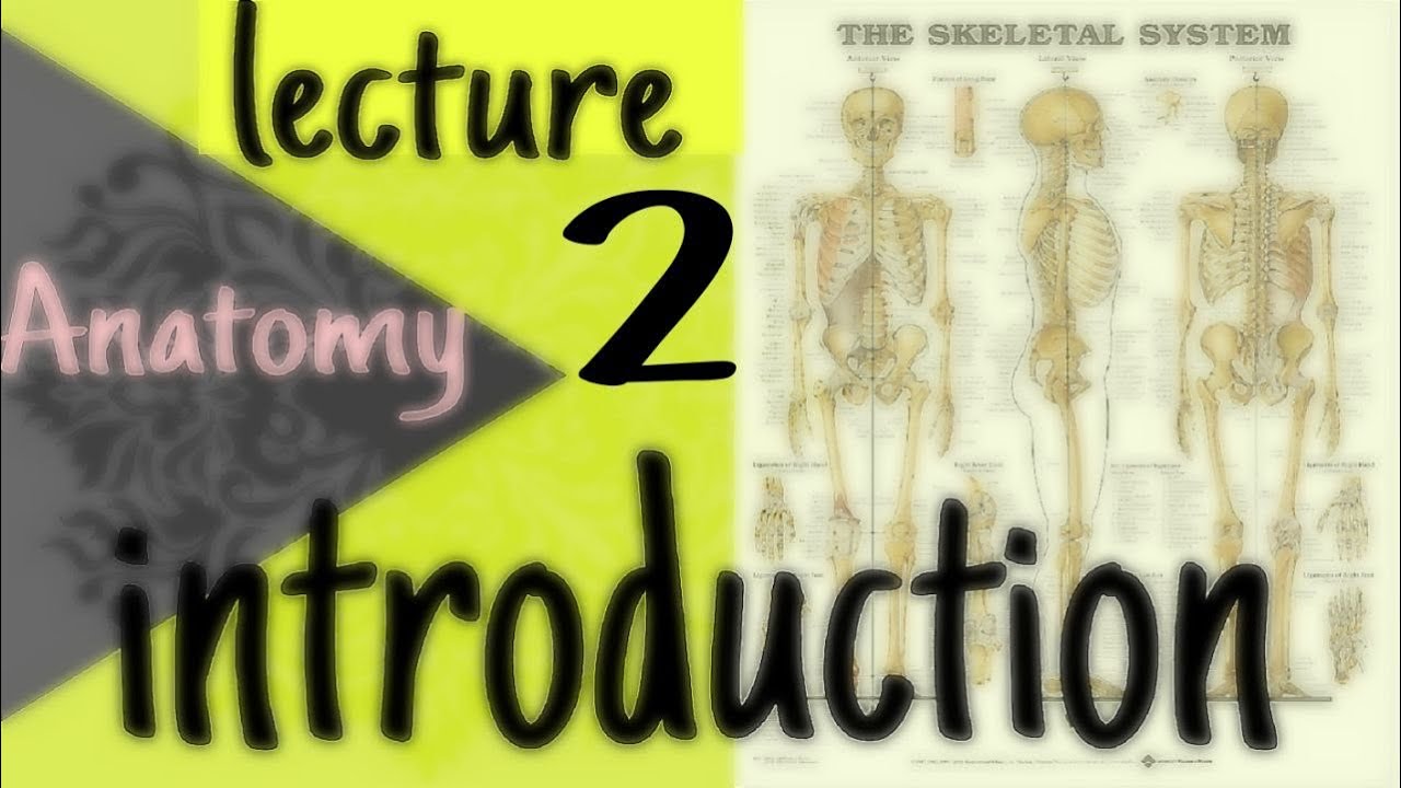 Anatomy // introduction (2)