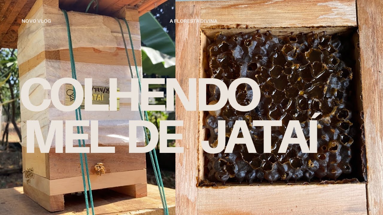 Colhendo mel de Jataí - primeira experiência e aprendizagens 