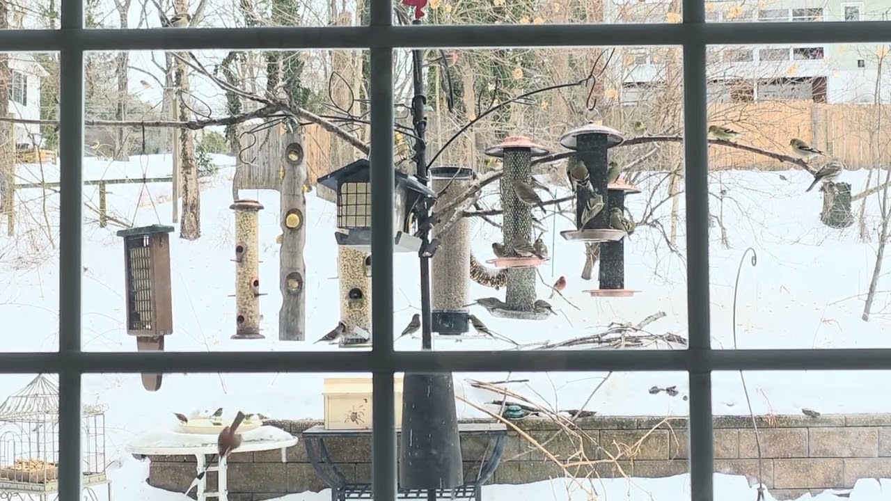 Popular Local Bird Restaurant 🐦 