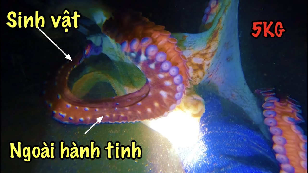 Lặn Biển Tại Đảo Phú Quý Vào Mùa Giông Bão | Bắt Gặp Mực Ngoài Hành Tinh Cực To