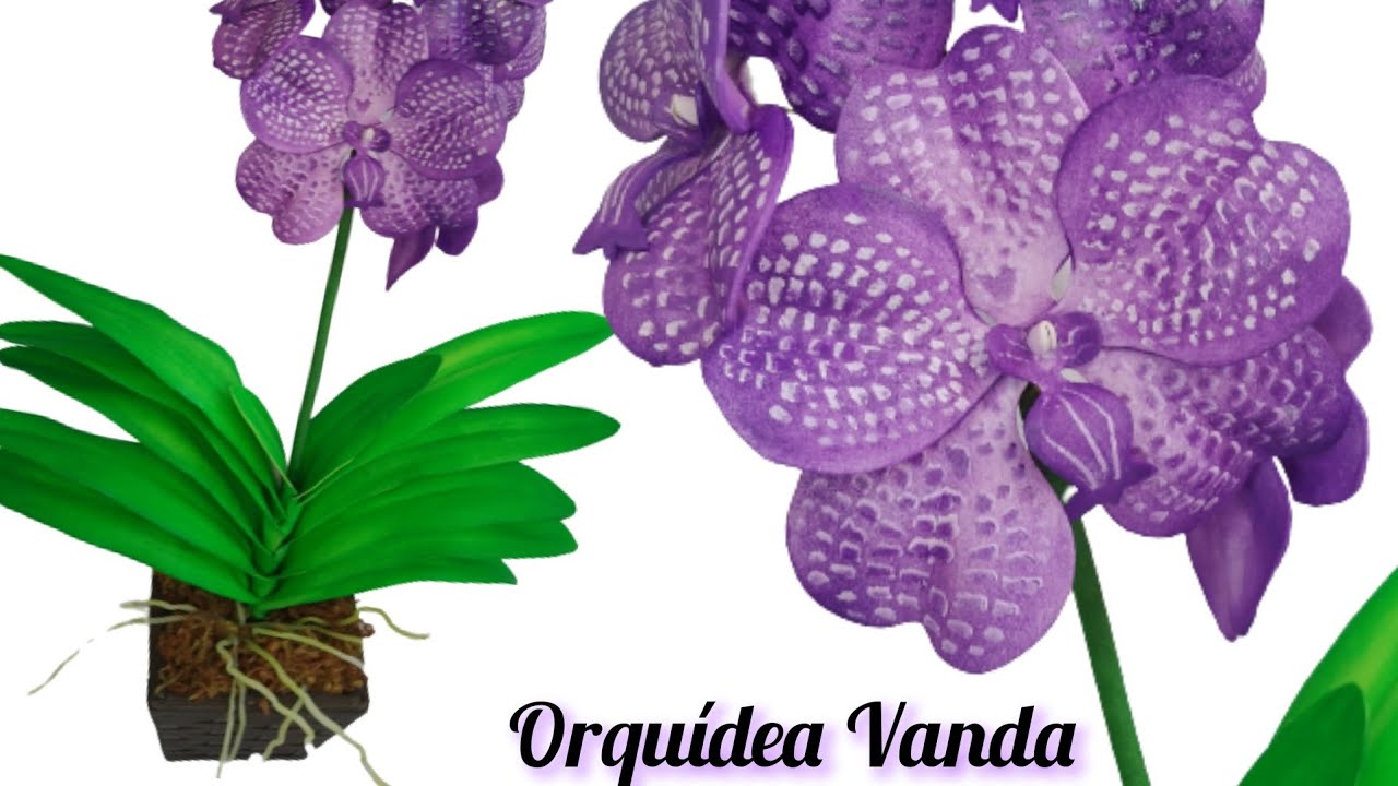 Orquídea Vanda em Eva.
