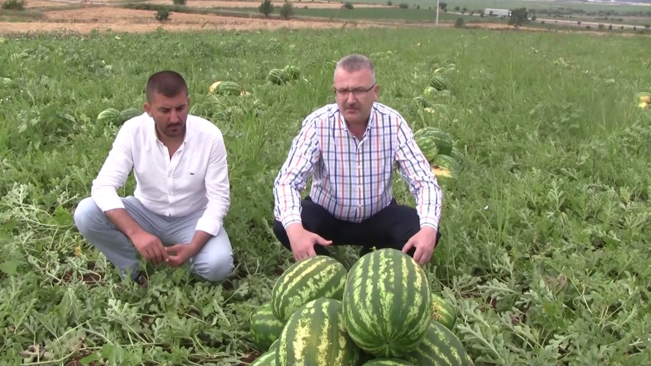 Karacabey'de karpuz hasadı başladı