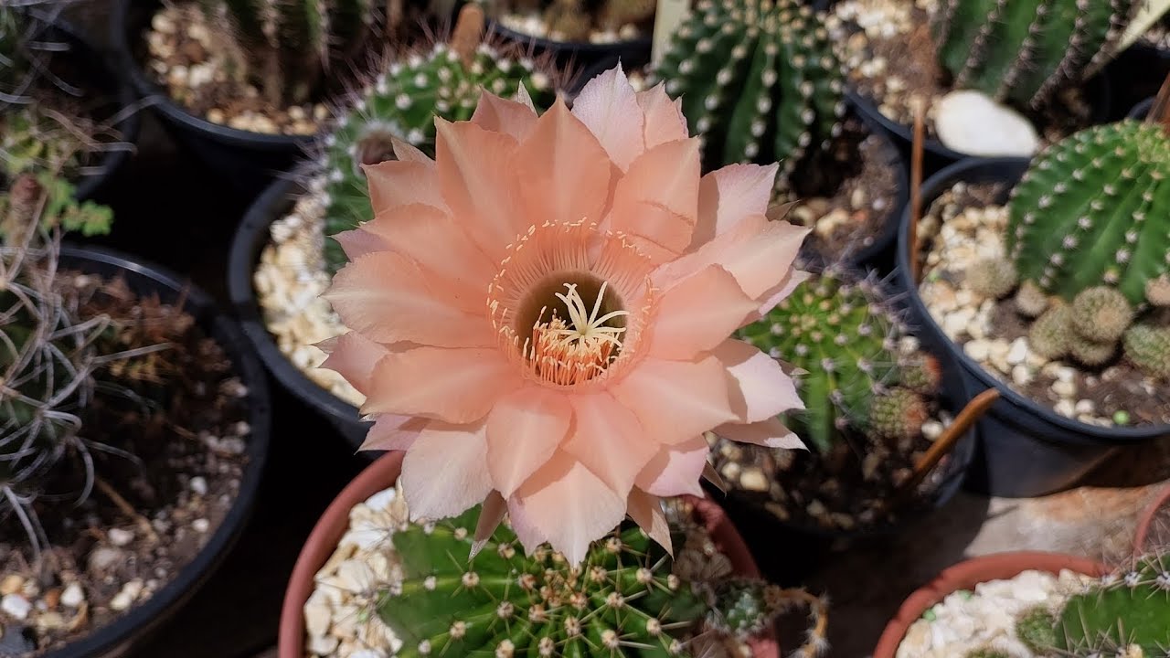 Flores dos cactos