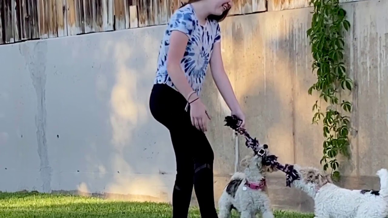 Wire Fox Terriers being Wire Fox Terriers