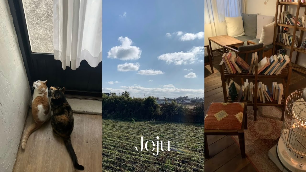 (더보기란 숙소정보🙆‍♀️) 혼자 제주도 여행 | 뚜벅이의 제주동쪽 여행 | 세화해변, 카페, 맛집, 소품샵, 구좌읍 숙소, 고양이가 있는 게하