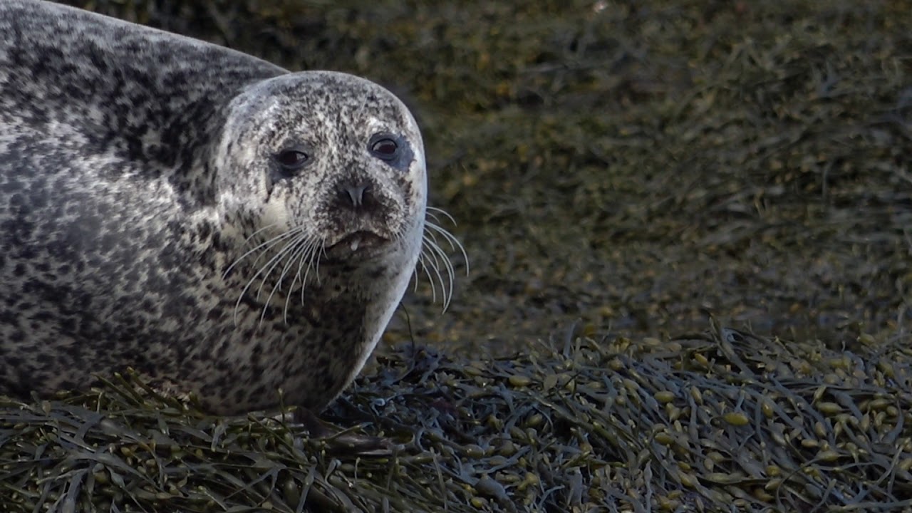 The Loch Goil Locals (Part One)