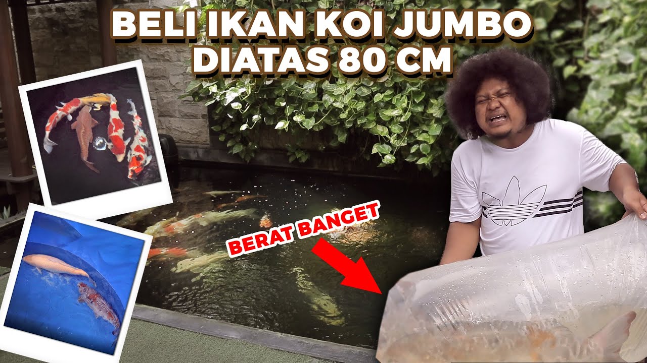 BABECABITA BORONG KOI JUMBO