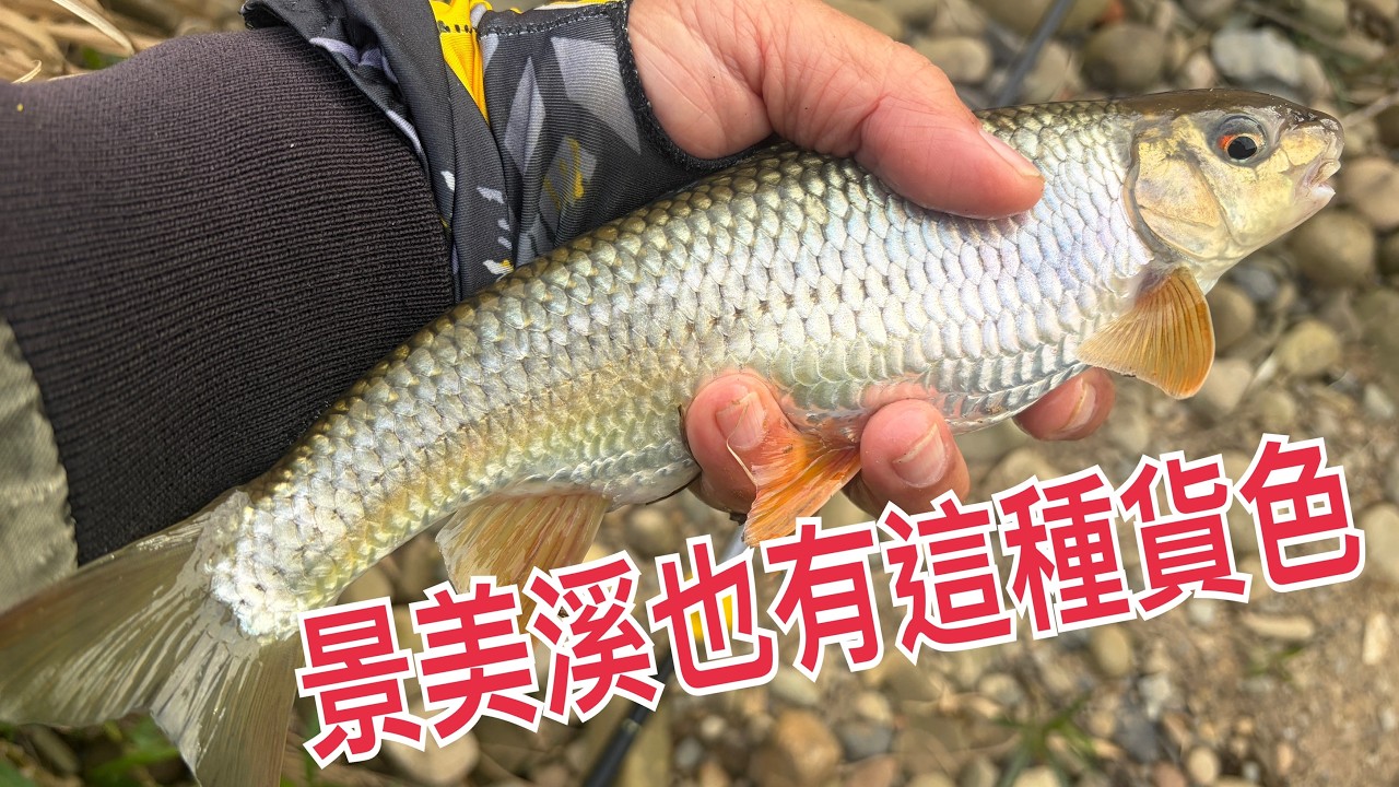 creek fishing in Taiwan 景美溪不小心也釣道這種貨色
