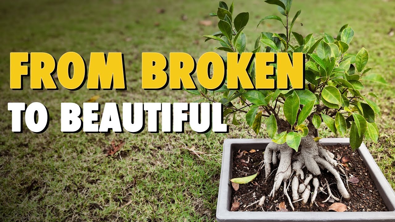Tiger Bark Ficus Bonsai Pruning & Repotting Pt 3 Rebuilding Broken Branches (Microcarpa Retusa)