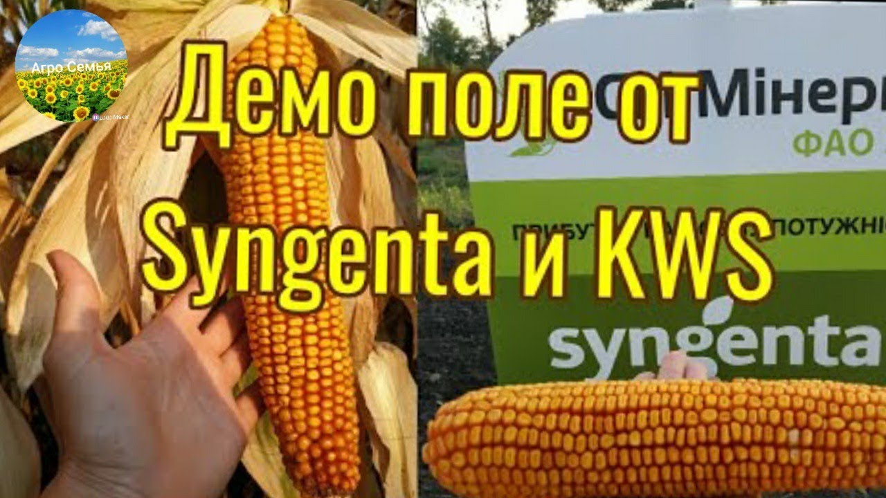 Обзор демо поля кукурузы от Syngenta и KWS. Кукуруза 2021.