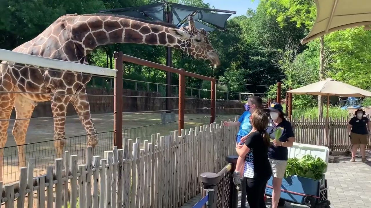 Feeding Giraffes at the Zoo