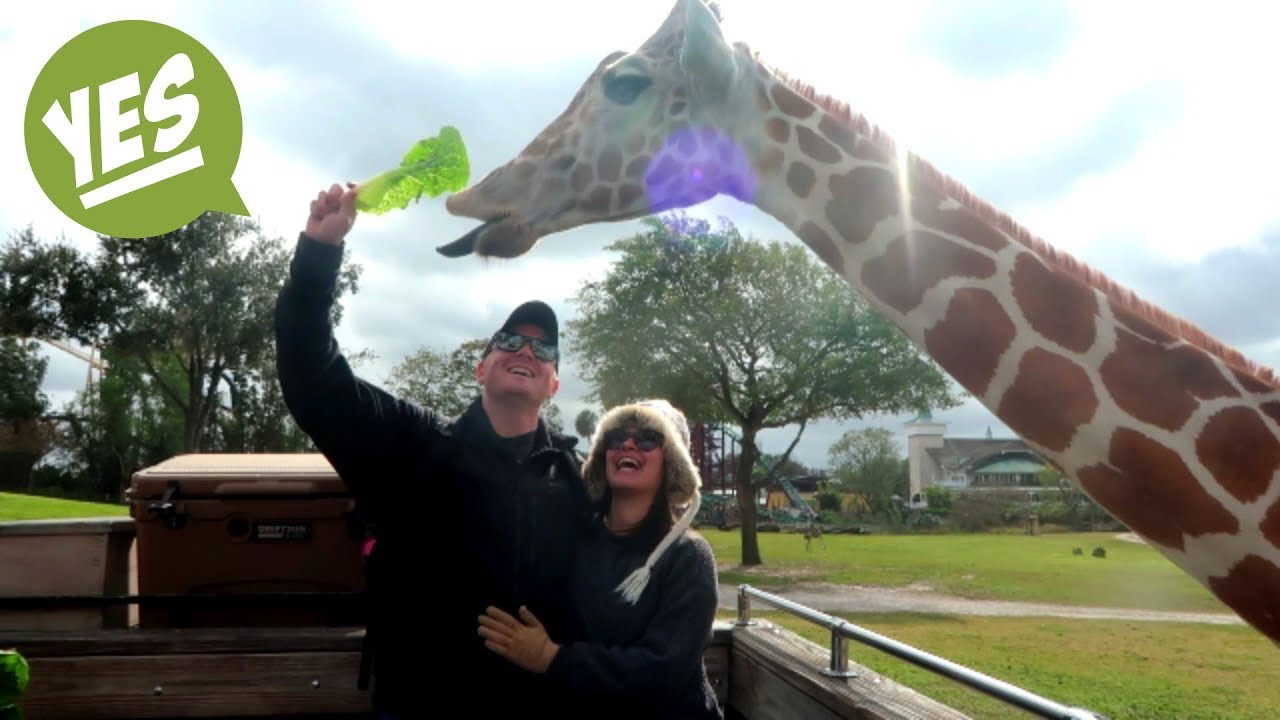 The Most AMAZING Experience: Hand Feeding GIRAFFES! 😍🦒 (1/20/19)