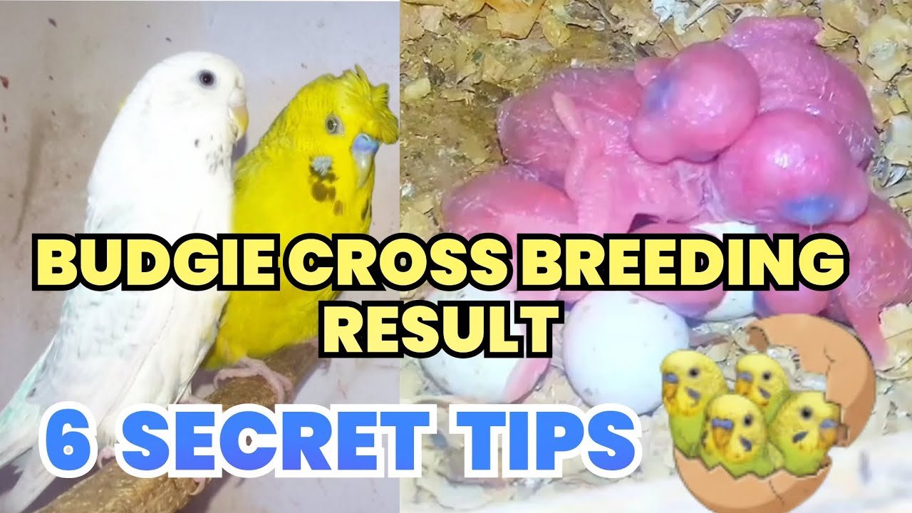 Opaline Budgie Cross Breeding Result || Budgies growth Stages || 6 Secret Tips 