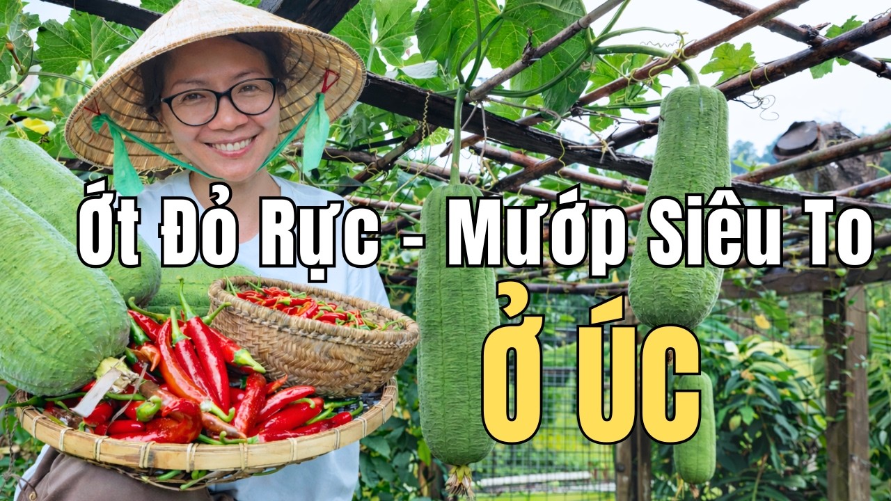 Cuộc Sống Úc - Vườn Nhà Mùa Thu Hoạch - Giải Cứu Ớt Và 3 Trái Mướp Siêu To