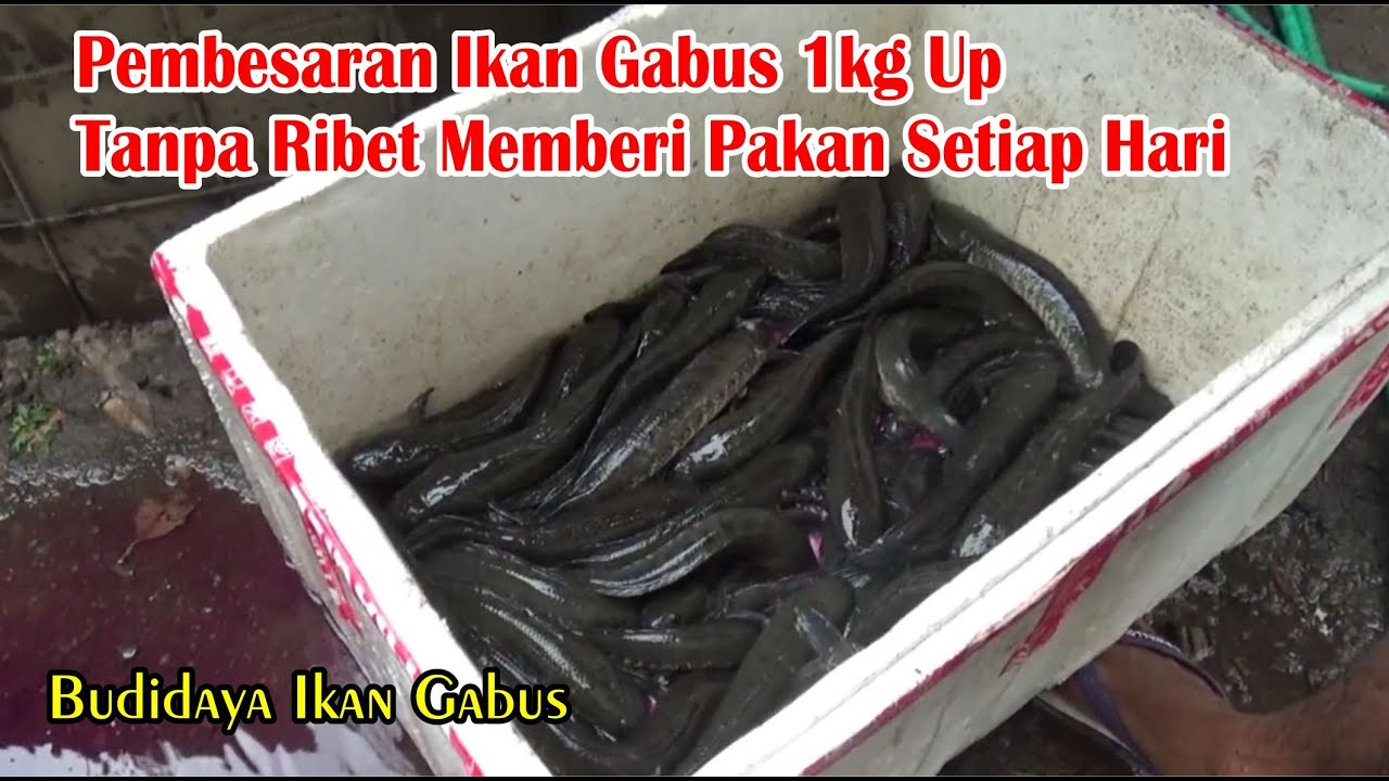 Pembesaran Ikan gabus 1Kg Up Tanpa Ribet Memberi Pakan Setiap hari || Budidaya Ikan Gabus
