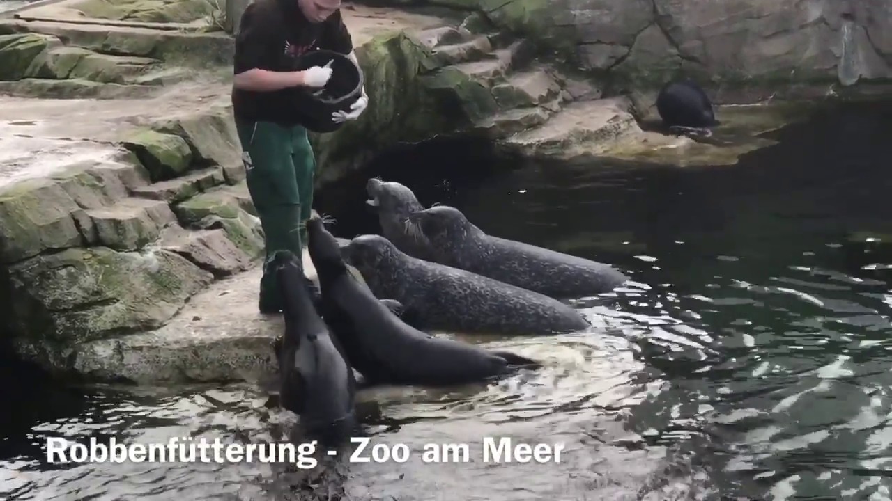 Robbenfütterung im Zoo am Meer - Bremerhaven