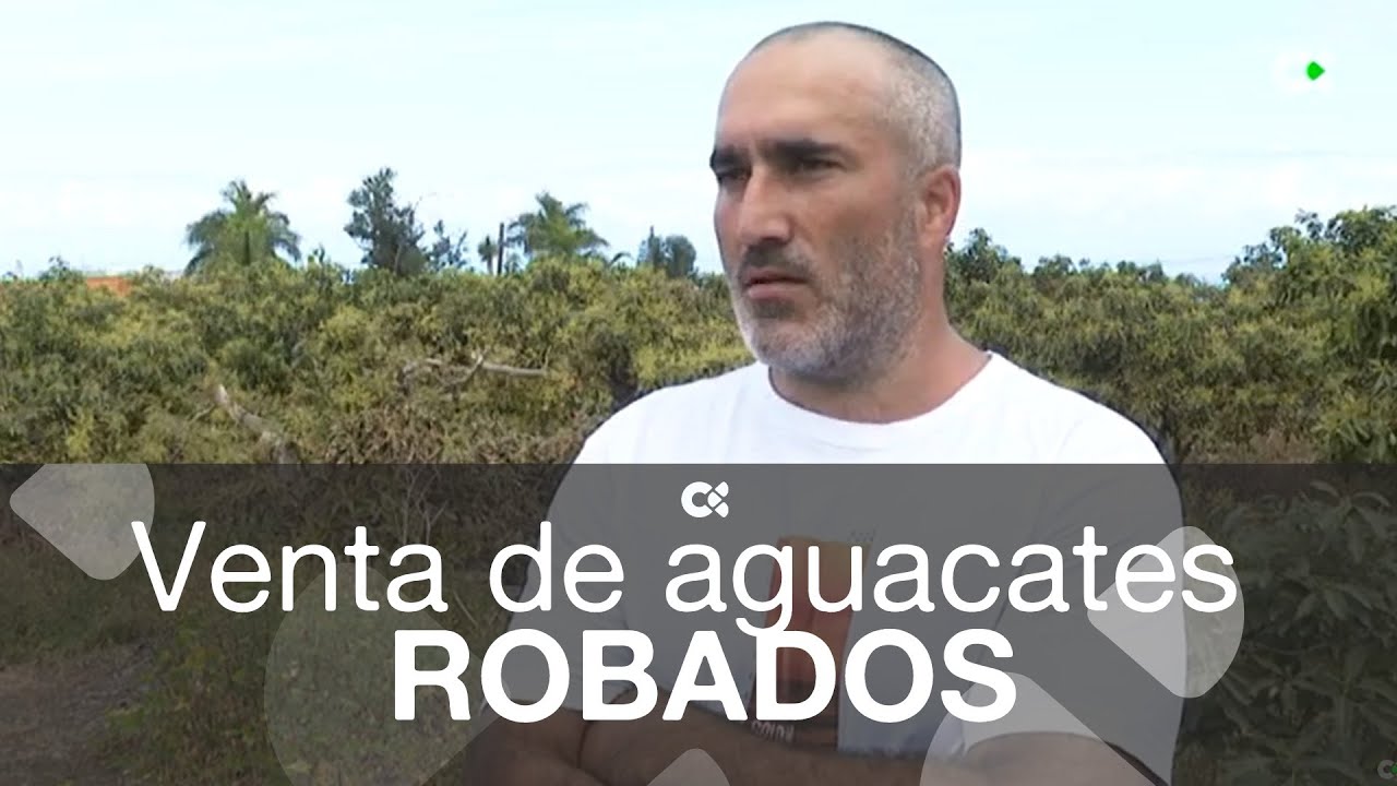 Una iniciativa en Los Realejos pretende evitar que los consumidores compren aguacates robados
