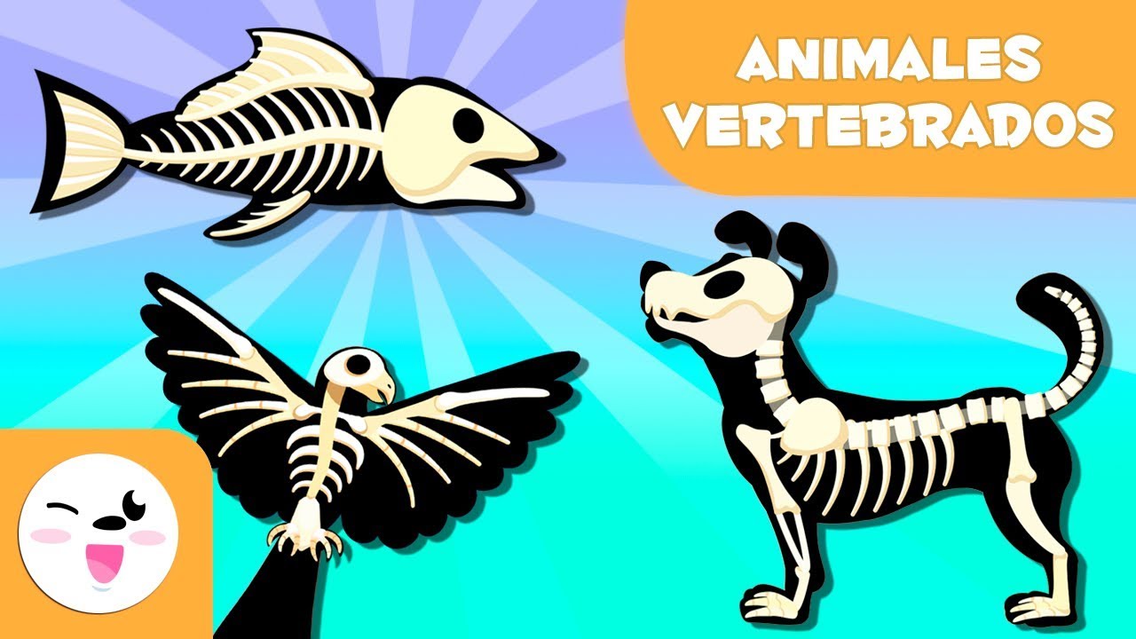 ANIMALES VERTEBRADOS para niños - Mamíferos, aves, reptiles, peces y anfibios