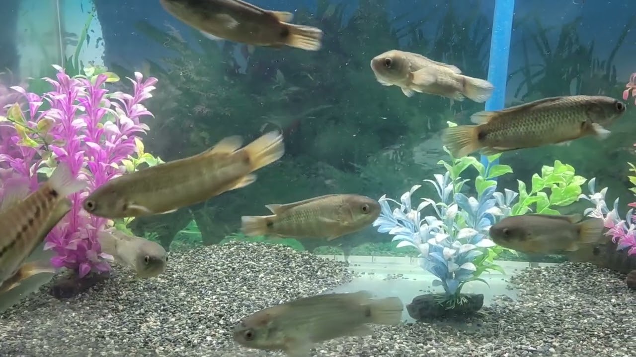 Climbing Perch (Martiniko)