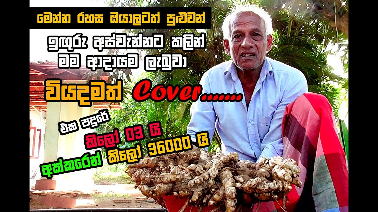 මෙන්න රහස ...ඔයාලටත් පුළුවන්..! ඉඟුරු අස්වැන්නට කලින් මම අදායම් ලැබුවා...වියදම cover කරගත්තා.