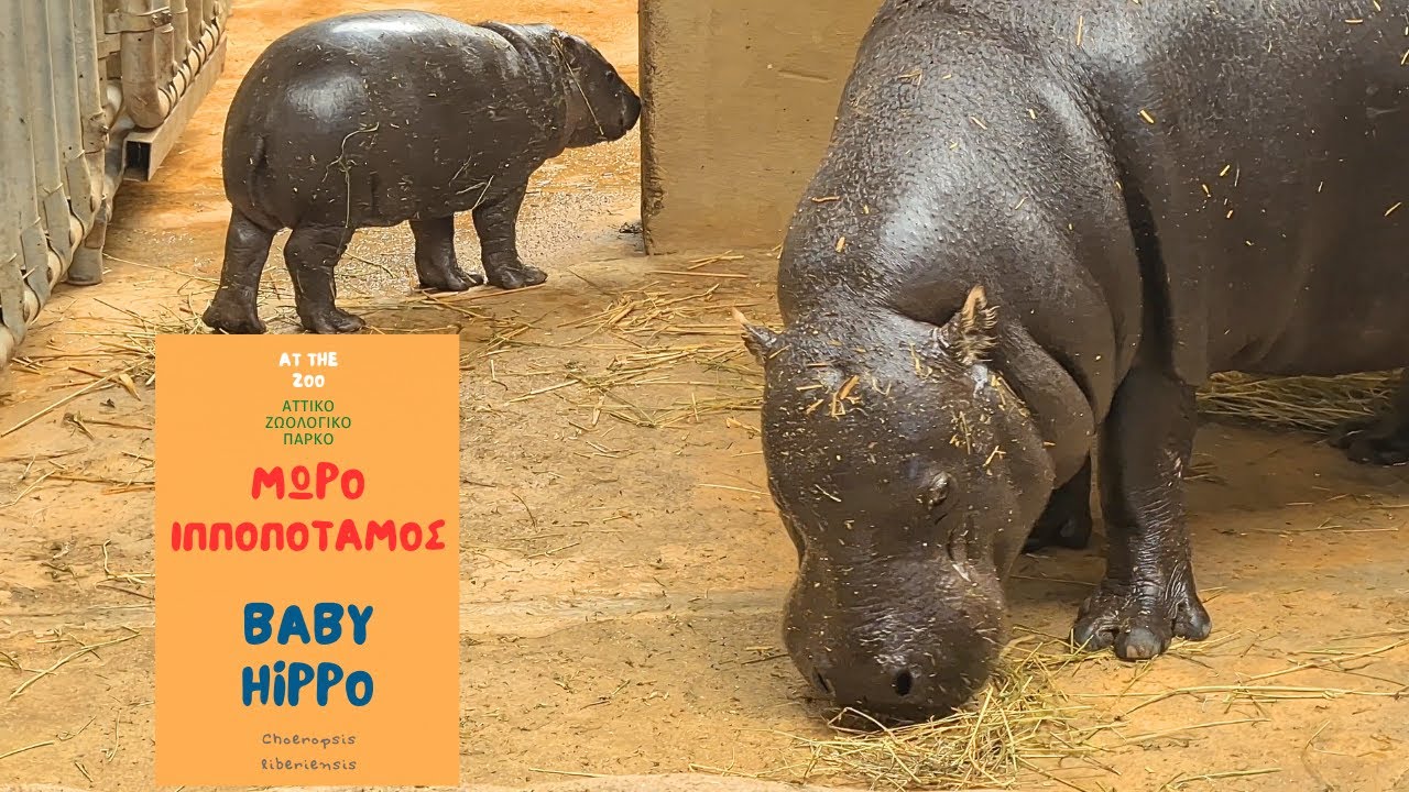 ΜΩΡΟ ΙΠΠΟΠΟΤΑΜΟΣ Αττικό Ζωολογικό Πάρκο / BABY HIPPO Attica Park (4k) English subtitles