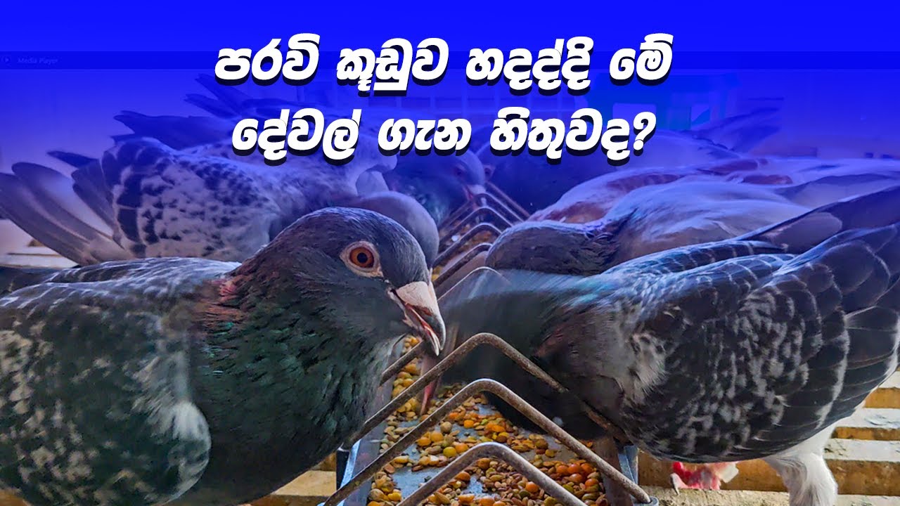 පරවි කූඩුව හදද්දි මේ දේවල් ගැන හිතුවද? |  Mr. Irshad - Power Racing Pigeon Loft #racingpigeon #birds