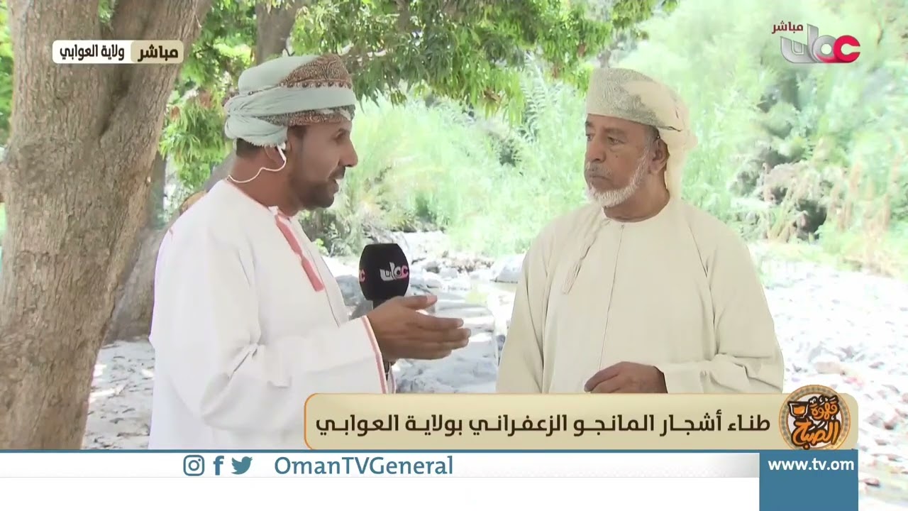 طناء أشجار المانجو الزعفراني بولاية العوابي