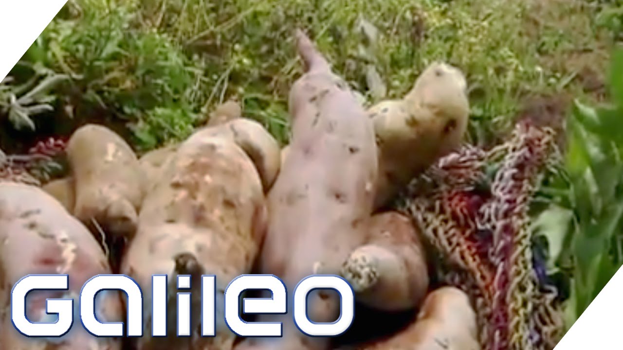 Wie ernährt sich die Welt? | Galileo | ProSieben