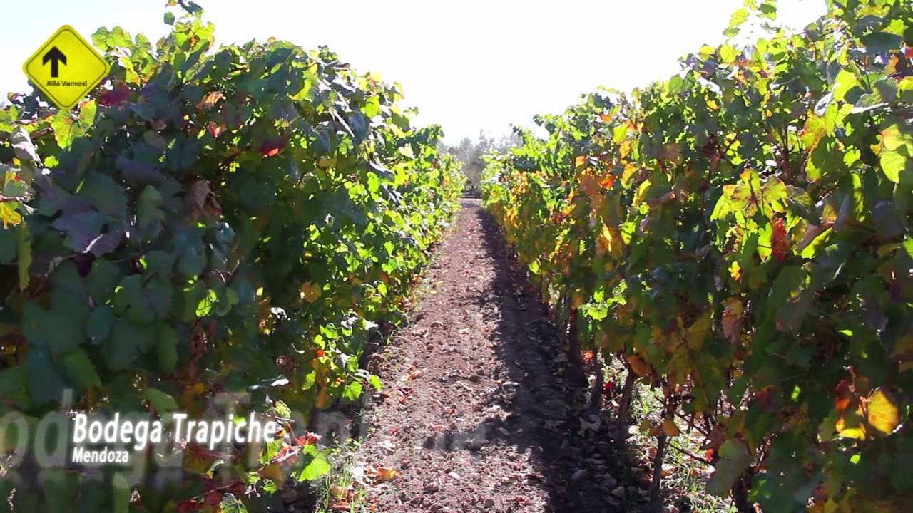 BODEGA TRAPICHE