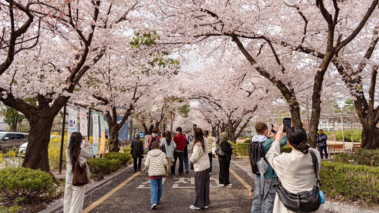 SEOUL WALKING TOUR: Cherry Blossoms at Jeongdok Public Library 🌸 Sunday Afternoon 4K HDR