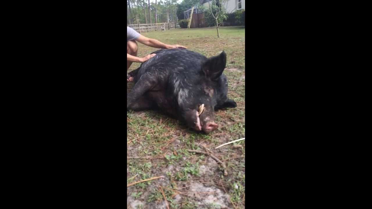 Danny The Friendly Feral Hog