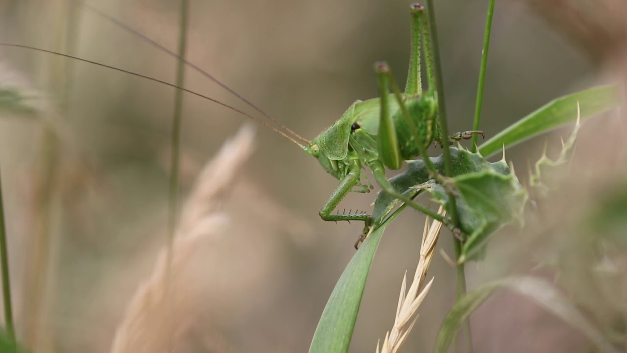 1 minuut natuur: jonge groene sabelsprinkhaan - great green bush-cricket - Heuschrecke - sauterelle