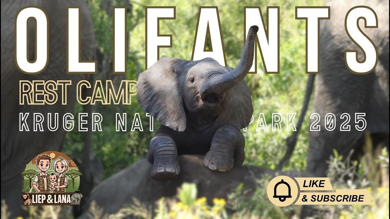 Exploring Olifants Rest Camp & Surrounds – Self-Drive Safari | Kruger National Park Vlog
