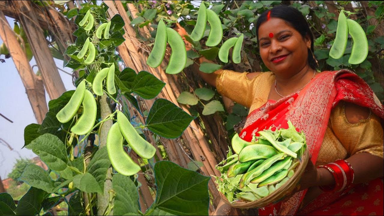 बिहारी स्टाइल  मसालेदार आलू सेम फली की चटपटी सब्जी  Aloo sem ki sabji। sem ki sabji