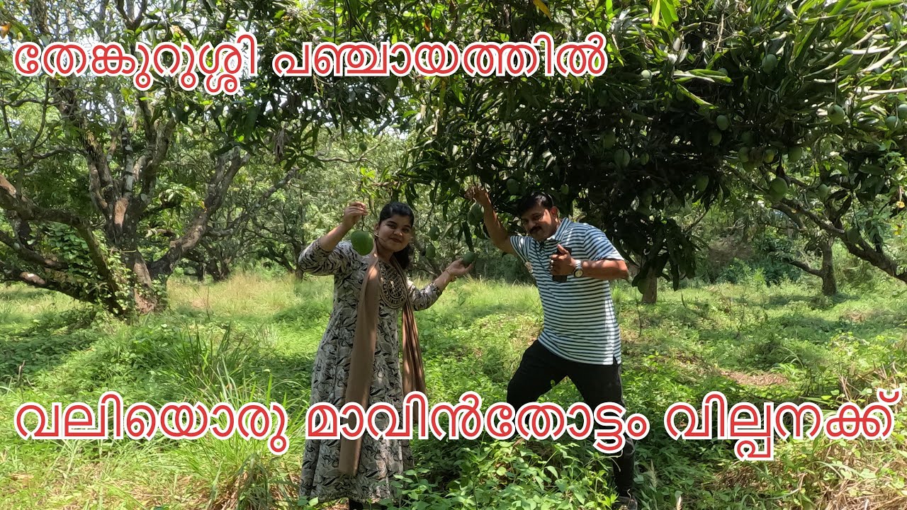 #NP1086#അടിപൊളി മാവിൻതോട്ടം വില്പനക്ക്#തേങ്കുറുശ്ശിയിൽ#Mango Garden For sale@Palakkad#